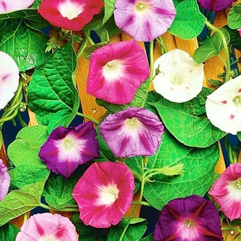 Іпомея триколірна суміш Florium