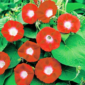 Іпомея триколірна помаранчева Florium