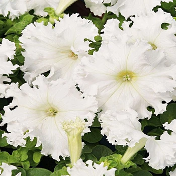 Петунія Афродіта F1, біла Білий, бежевий, кремовий Насіння Florium (726157)