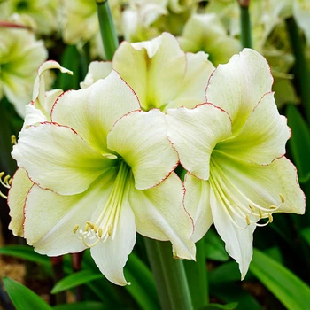 Амариллис Lemon Cream (201260)