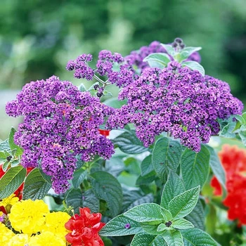 Геліотроп Марині, темно-синій Florium