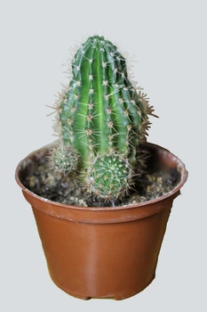 Echinopsis Eyriesii Диаметр 6 См.