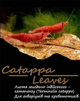 Листья катаппы (миндаля индийского) для рыб и креветок "Katappa Leaves" тм Буся - упаковка 5 шт.