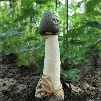 Веселка лікувальна 10 г