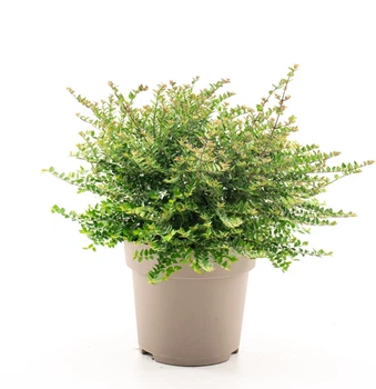 Жимолість блискуча Garden Clouds 'Copper Glow'/Lonicera nit. Garden Clouds 'Copper Glow' С3, Н 30