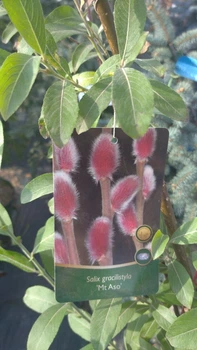 Верба тонкостовбурова Маунт Асо/Salix gracilistyla 'Mt Aso' С7.5-25 / Н 160-180