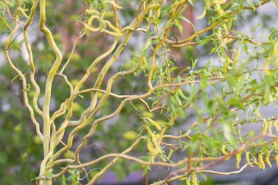 Ива вавилонская Тортуоза / Salix babylonica Tortuosa С7.5/ 15 /Н 160-200