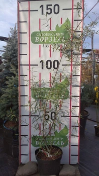 Ива пурпурная 'Nancy Saunders'/Salix purpurea 'Nancy Saunders' С7.5 / Н 120-140
