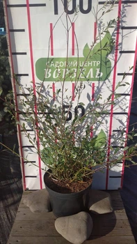 Ива/ SALIX purpurea Nana С7.5 /Н 60-80