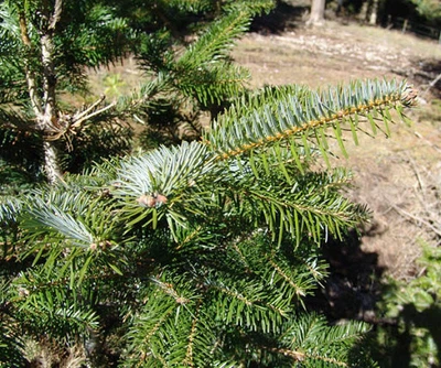 Ялиця турецька / Abies bornmulleriana С80 Н150-175