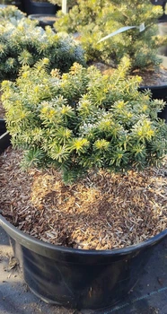 Ялиця корейська Cis / Abies koreana Cis С20 d20-25 h 20-30