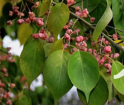 Бересклет Гамильтона / Euonymus hamiltonianus subsp. maackii C10 Pa 100-120 Н150