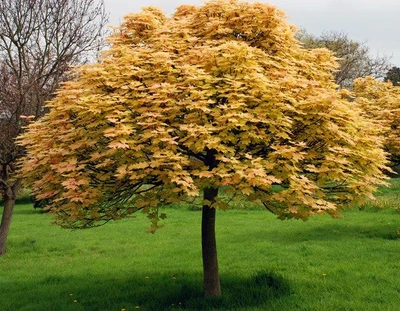 Клен псевдоплатановий Бриллиаантиссиум' / Acer pseudoplatanus 'Brilliantissimum' С10 Ра120 Н 130-140