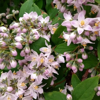 Дейція Расбері Сандей / Deutzia Raspbberry Sundae С3 Н 30-40
