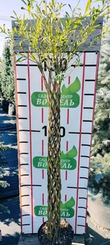 Ива плетеная шар С7.5 Н 120-140