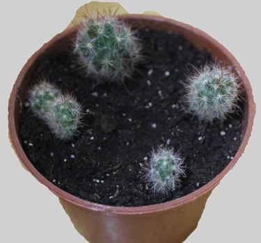 Mammillaria Wildii 5 ростков.