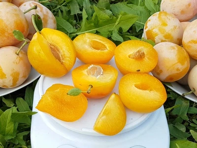 Саженец сливы Любимая Млиева летний сорт Сад&Парк однолентее