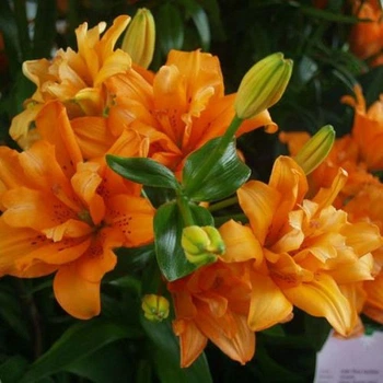 Лилия азиатская махровая Orange Twins