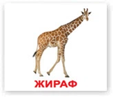 Дикі тварини. Картки Домана. Вундеркінд з пелюшок. Ламіновані