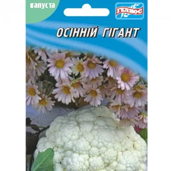 Капуста цвітна Осінній гігант 100 шт Геліос