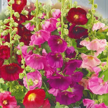 Мальва Карнавал суміш Florium (726844)