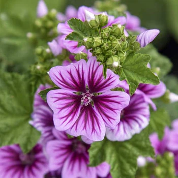 Мальва Дворічна Зебрина Florium (727771)