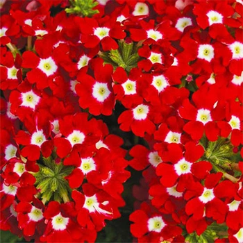 Вербена гибридная Скарлет Florium (726814)