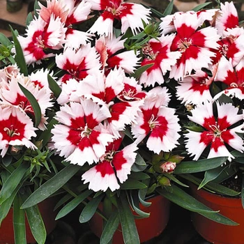 Гвоздика китайская Мерри Florium (726817)