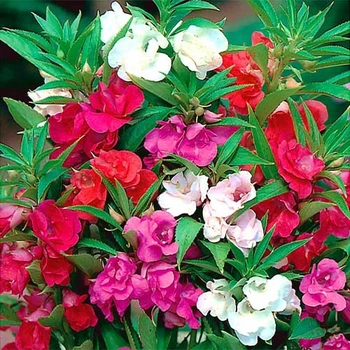 Бальзамін садовий Високоросла суміш Різнобарвний Florium (726812)