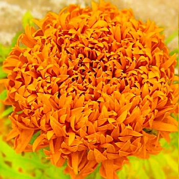 Чорнобривці Фантастік Оранж Помаранчевий Насіння Florium (726654)
