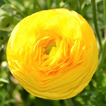 Лютик Ranunculus Tomer Yellow луковиця Matla Flowers