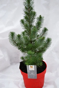 Сосна Пінія Pinus Silver Crest (висота 40-50см)
