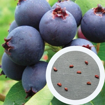 Ирга канадская семена 0,25 г (прибл. 30 шт) (Amelanchier canadensis) съедобная морозостойкая