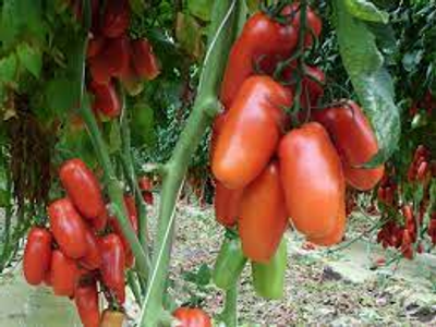 Переваги томату Кібіц