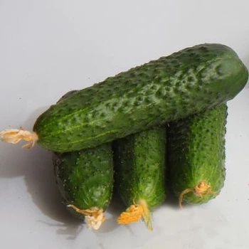 семена Огурец Мимино F1 15 сем. Lucky Seed