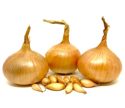 Лук севок озимый "Штуттгартер СТЕНФИЛД " 10 кг (TOP Onionsets Nederland).