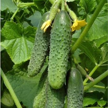 Семена огурца СВ 4097 ЦВ F1, Seminis, 10 шт.