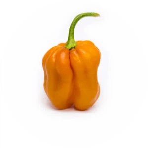 Семена перца Хабанеро тыквенный (Habanero Pumpkin)