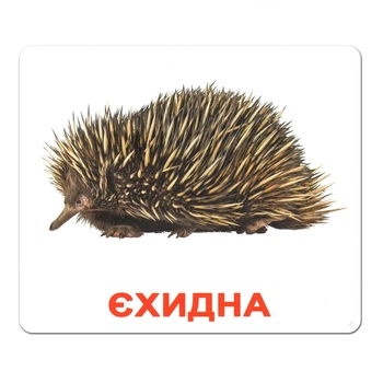 Набор больших ламинированных карточек Домана Экзотические животные на украинском 20 шт Вундеркинд с Пеленок (2100064091667)