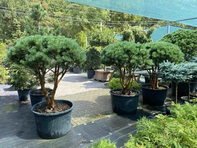 Сосна sylvestris Watereri мультиштамб