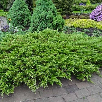 Можжевельник казацкий Tamariscifolia 10л