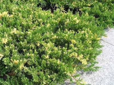 Ялівець китайський Ekspansa Variegata 10л