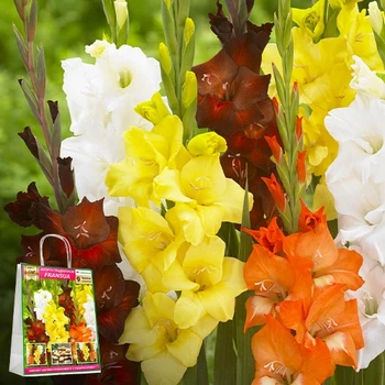 Преміум гладіолуси Fransua (брендова упаковка) Florium (205210)