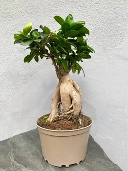 Бонсай Фикус Гинсенг Микрокарпа Ficus Microcarpa Ginseng в вазоне 20х45 см. (9491)