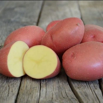 Семенной ранний картофель "Ред леди" (1 репродукция, для варки, жарки) 1кг LeGarden
