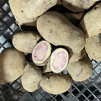 Семенной среднепоздний картофель "Марфуша" (Элита, для запекания и жарки) 1кг LeGarden