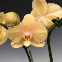 Орхідея (підліток зараз без квітів) TopDreams Phal. Lottery Prince OX1639 (Карина, Африканский закат) стандарт в розмірі 1.7 (торфстакан)