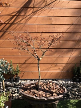 Коллекционный Бонсай Японский Клен Japanese Maple Bonsai в керамическом горшке, h 80-100см