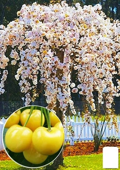 Черешня жовта плакуча "Weeping cherry" (80002)