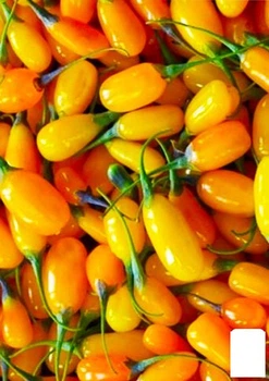 Годжи желтый "Голден Берри"(Golden Berry) (71924)